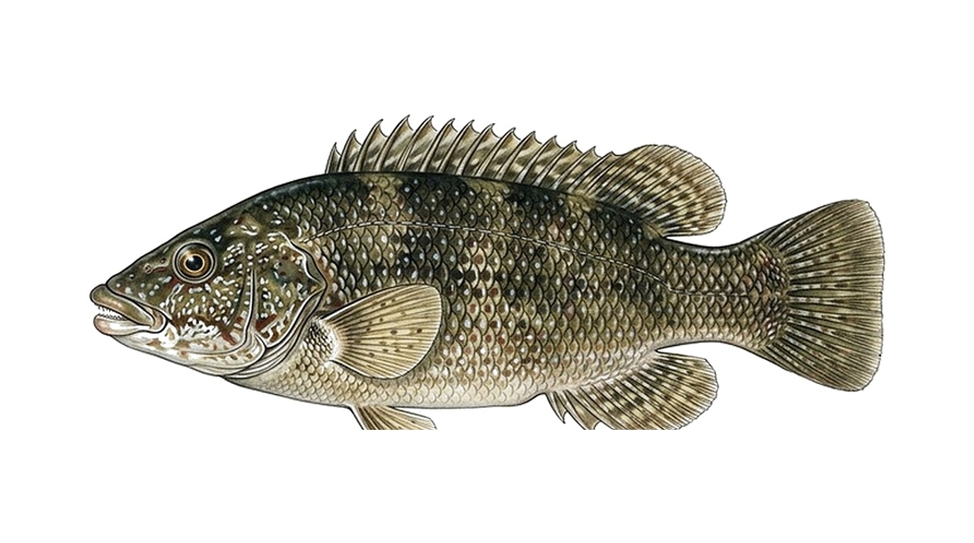 Ballan wrasse