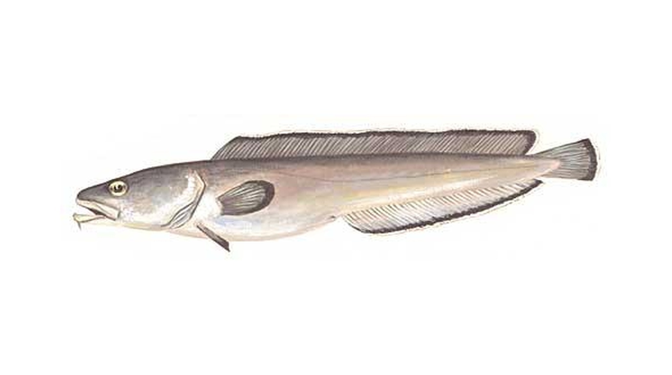Tusk