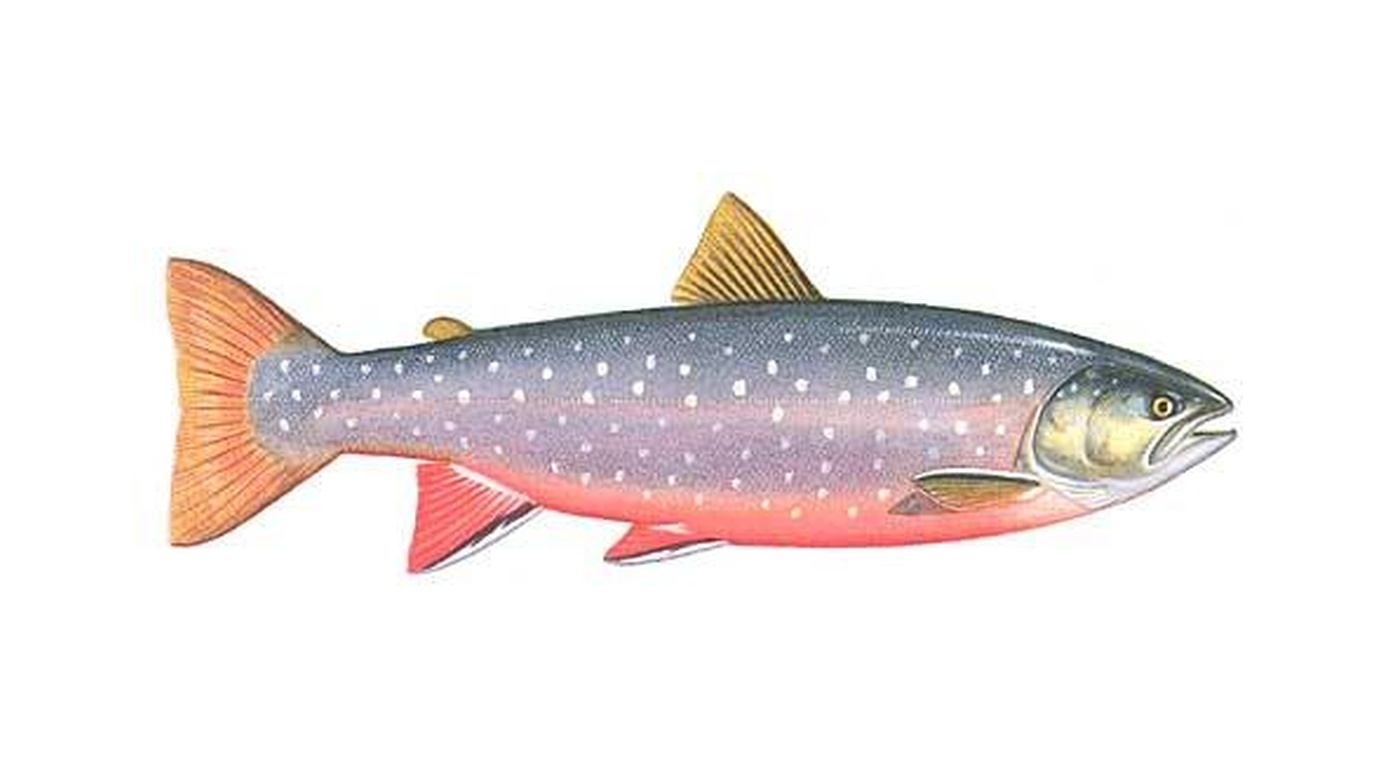 Arctic char
