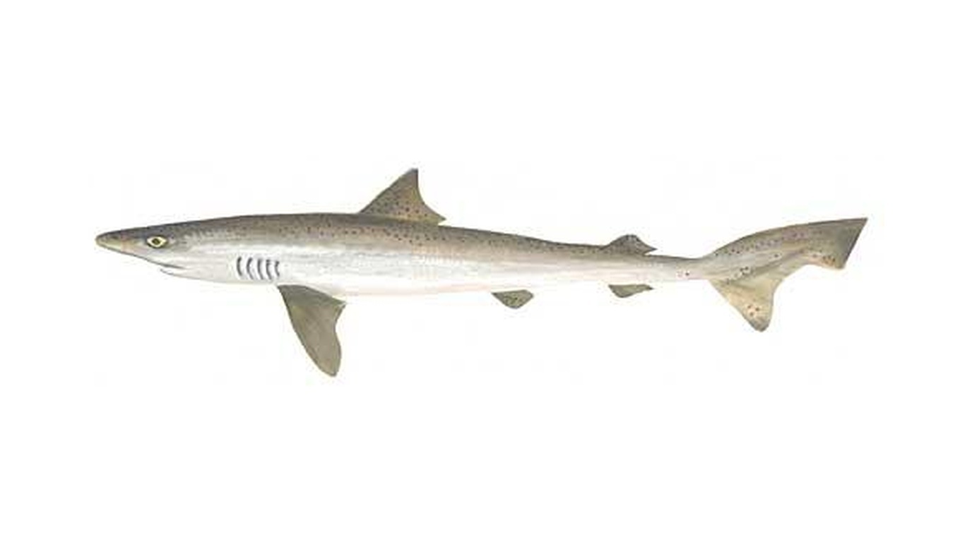 Tope shark