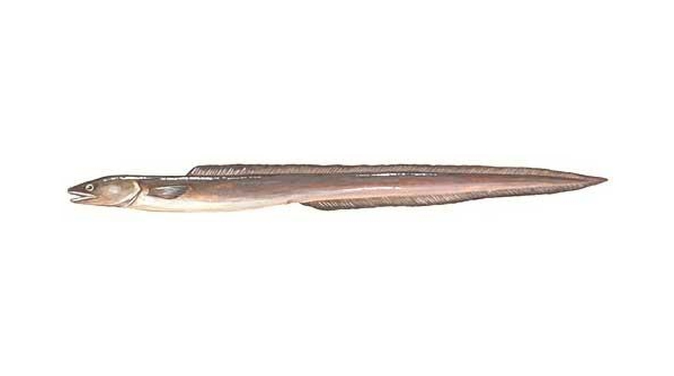 European conger
