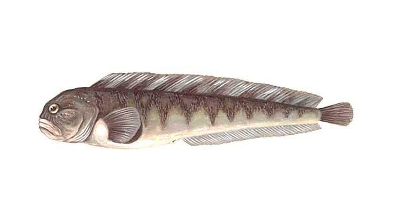 Atlantic wolffish