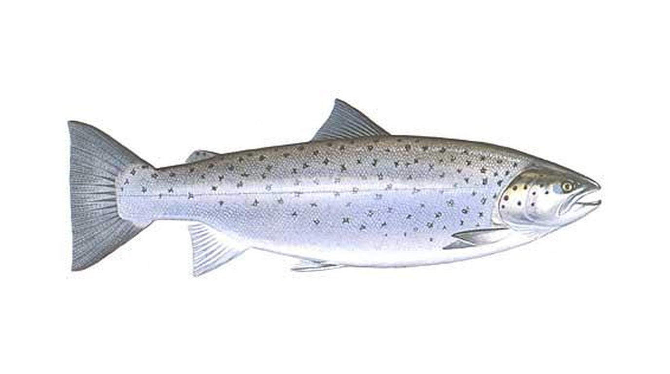 Sea trout