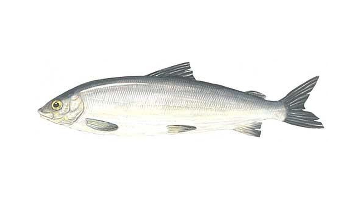 Common whitefish