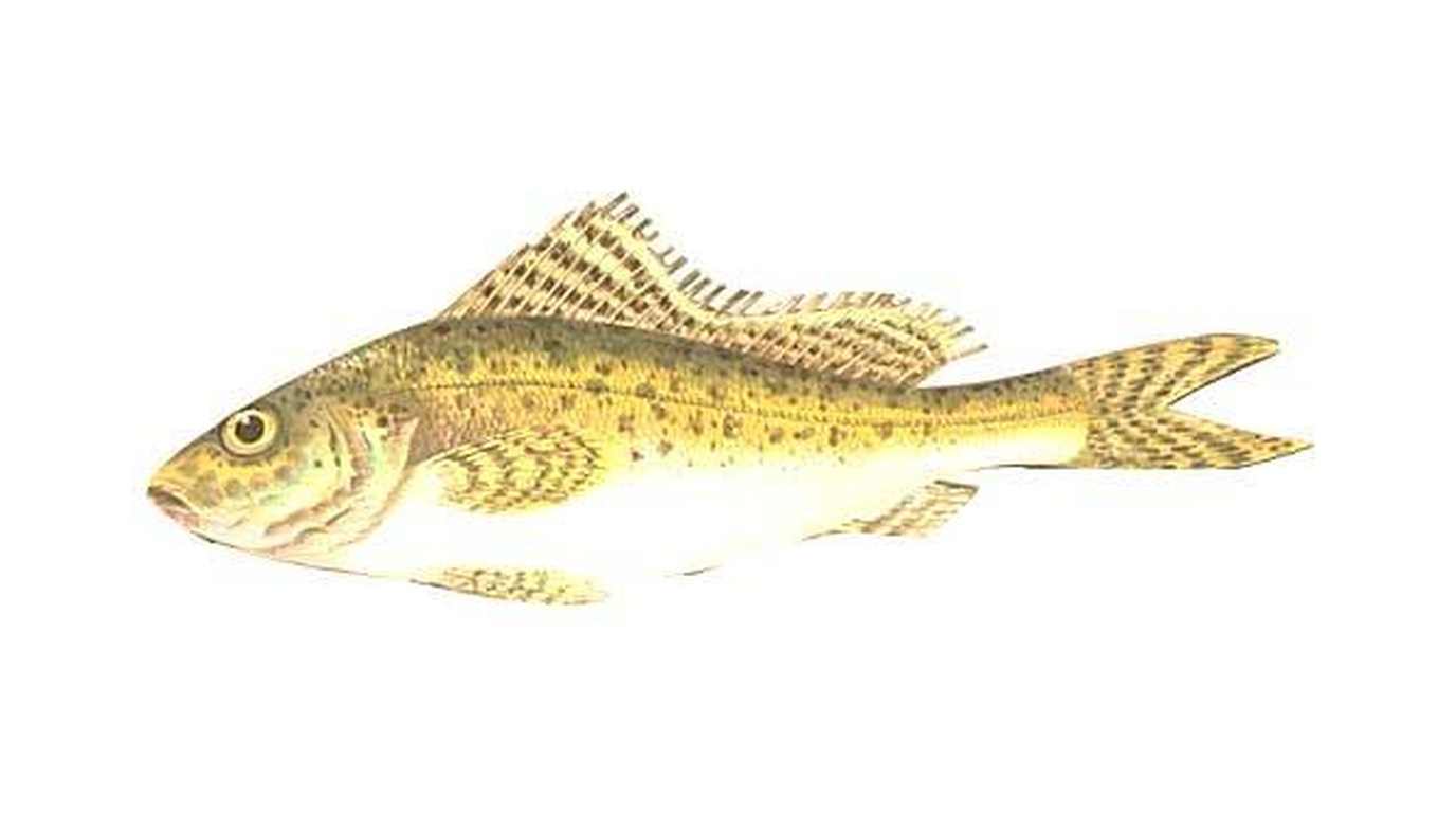 Ruffe