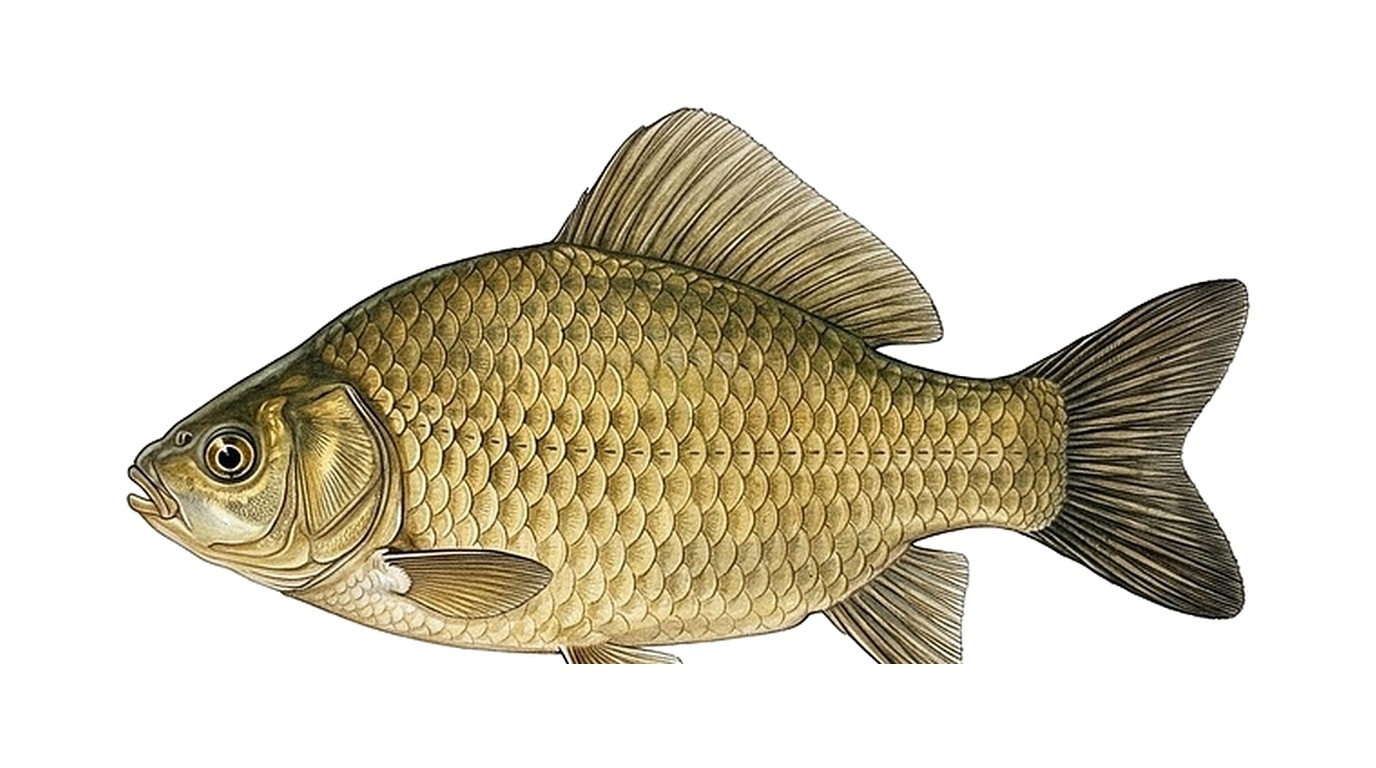 Crucian carp
