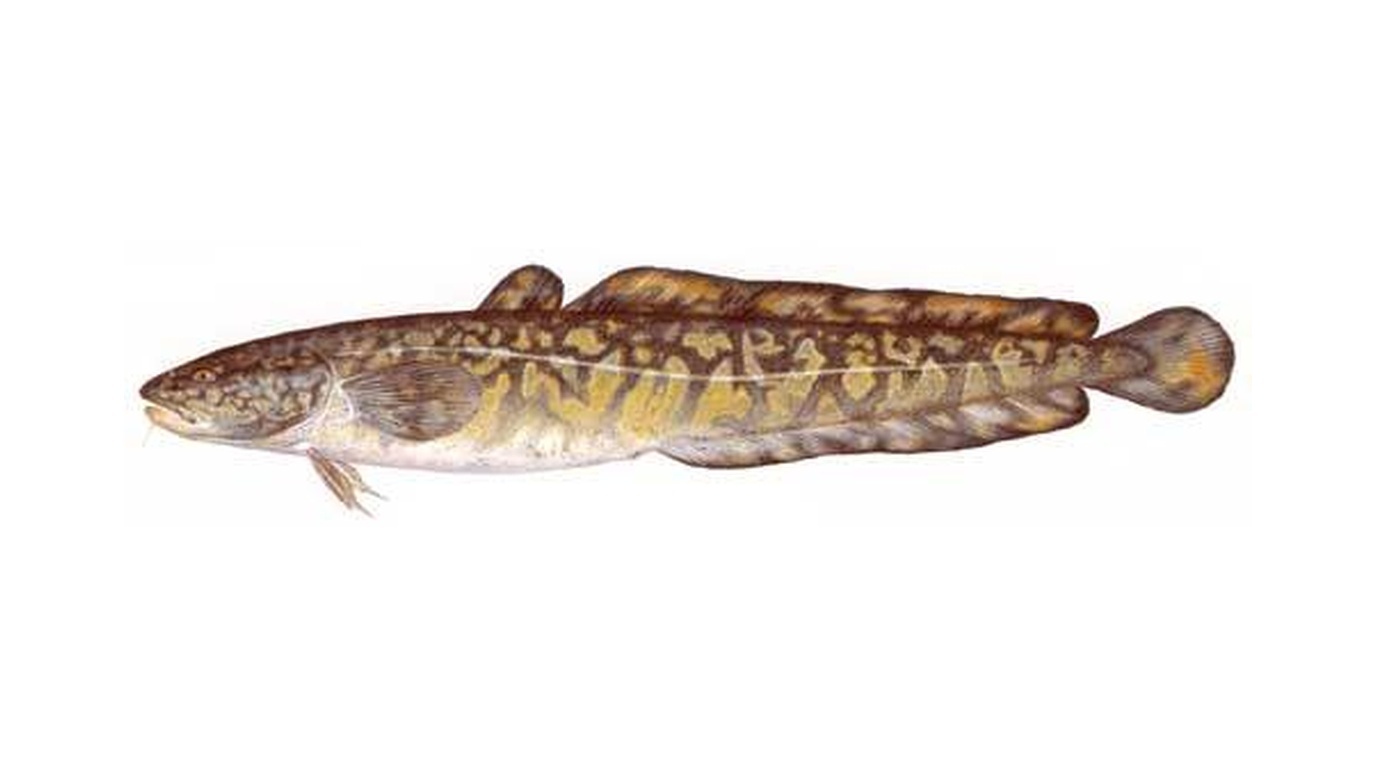 Burbot