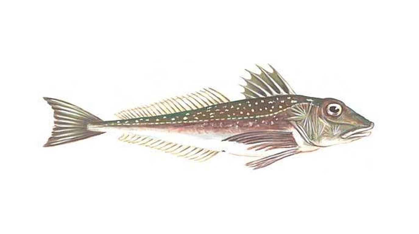 Grey gurnard