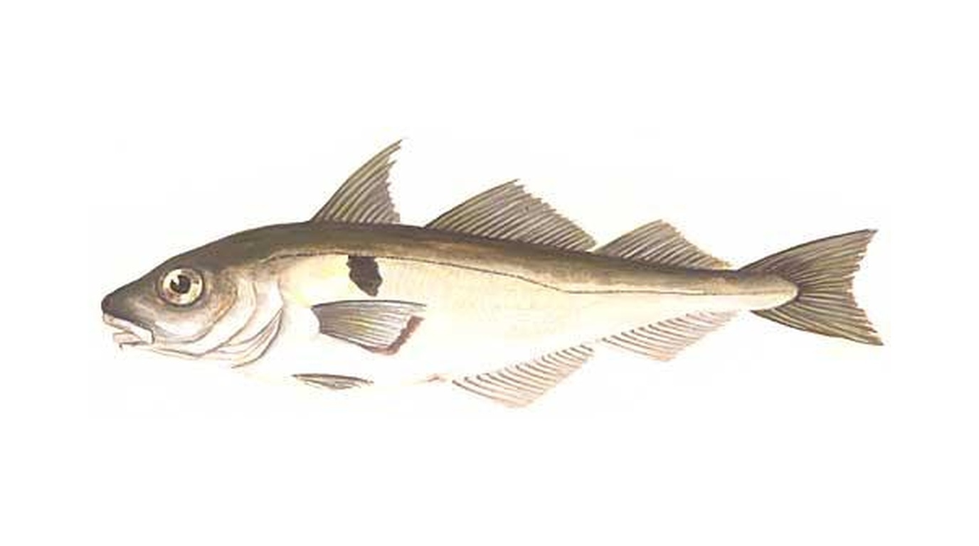 Haddock