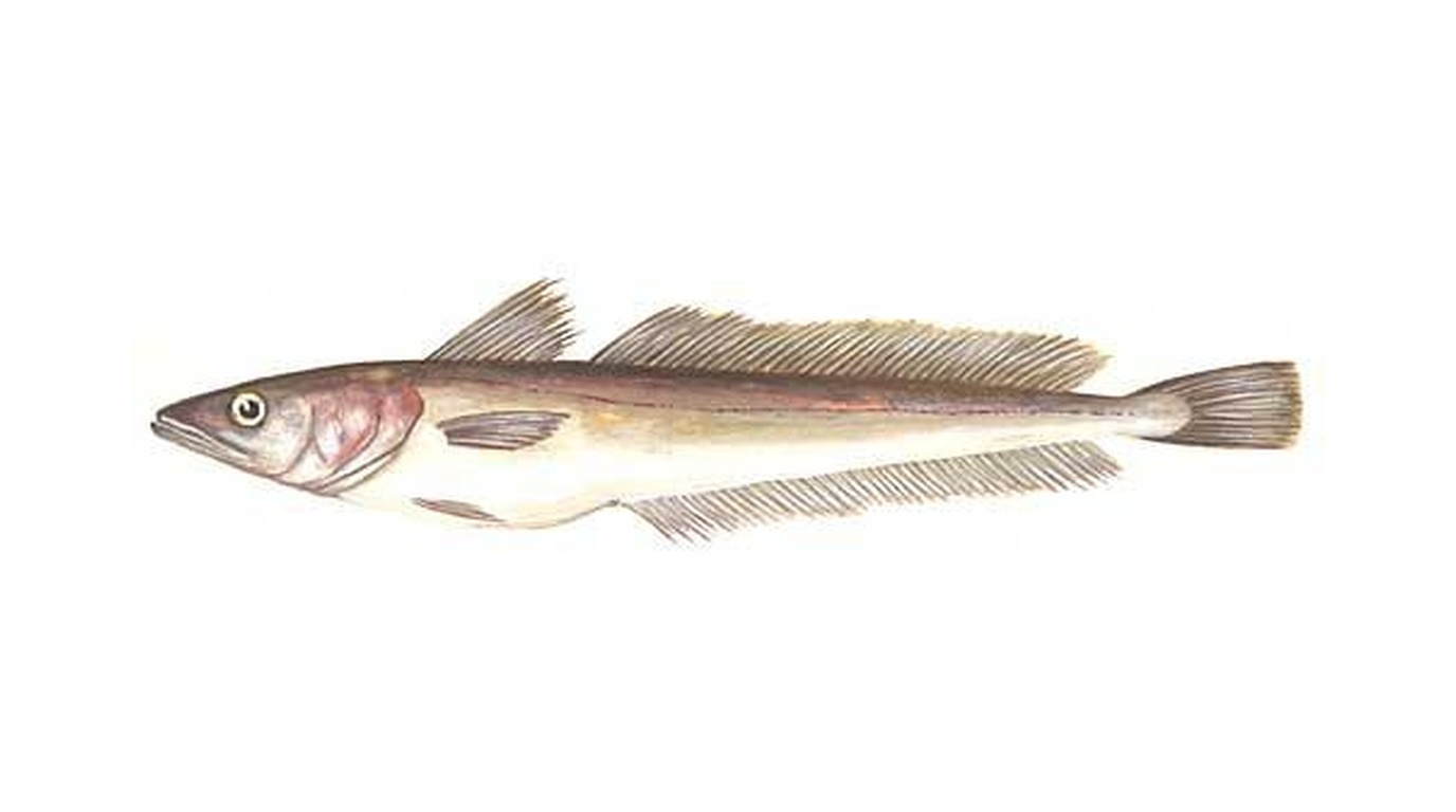 European hake