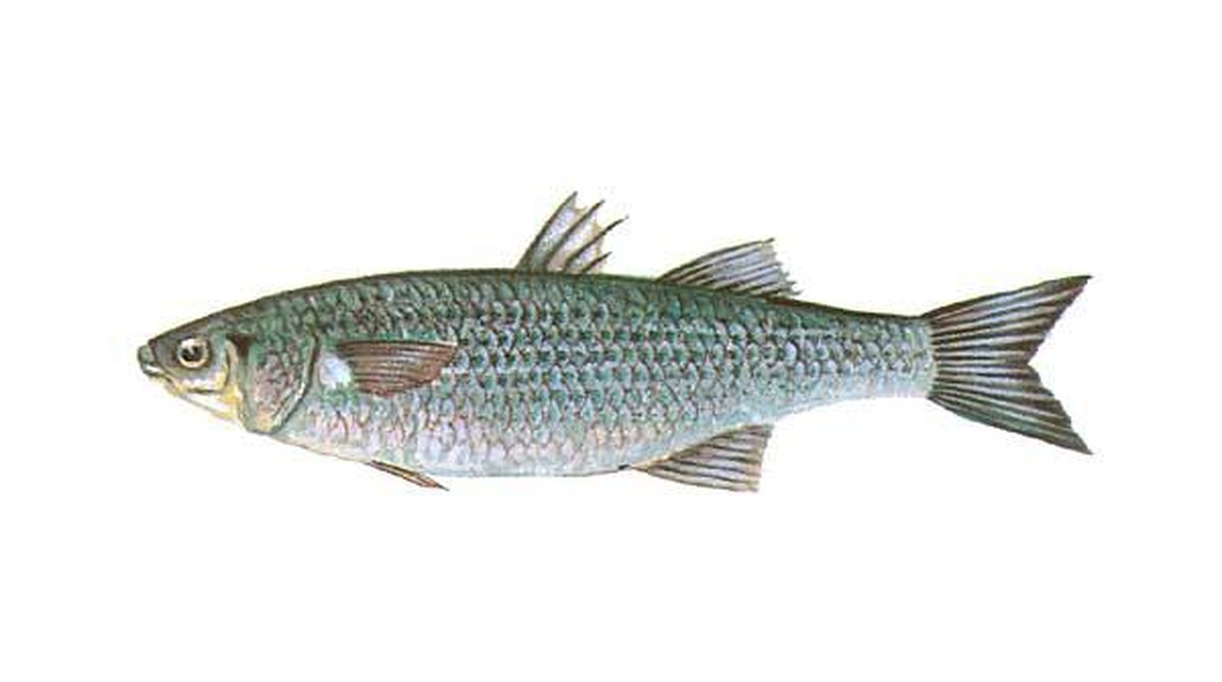 Thicklip grey mullet
