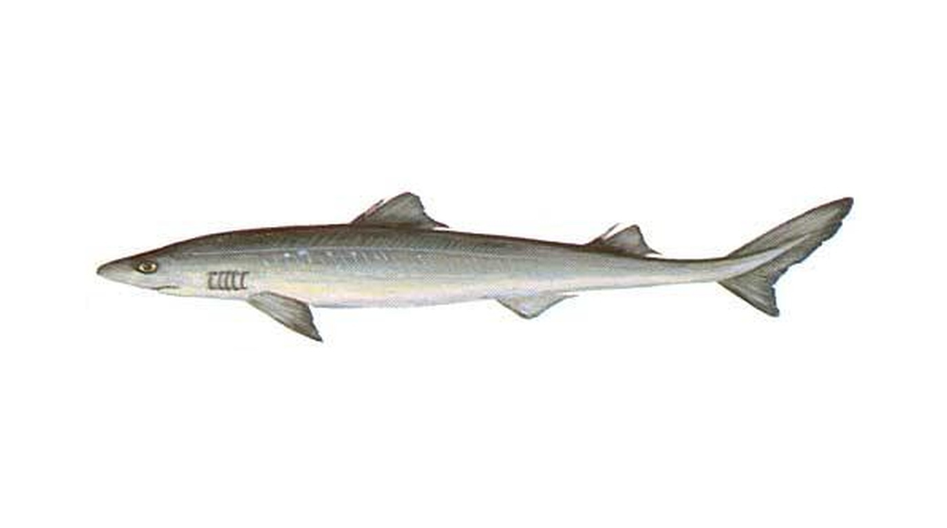 Spiny dogfish