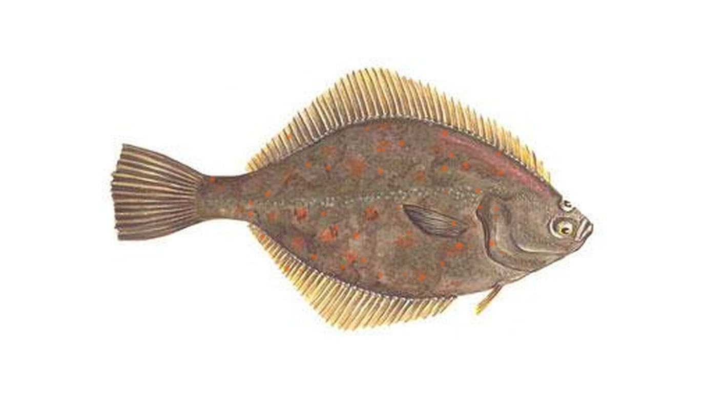 European plaice