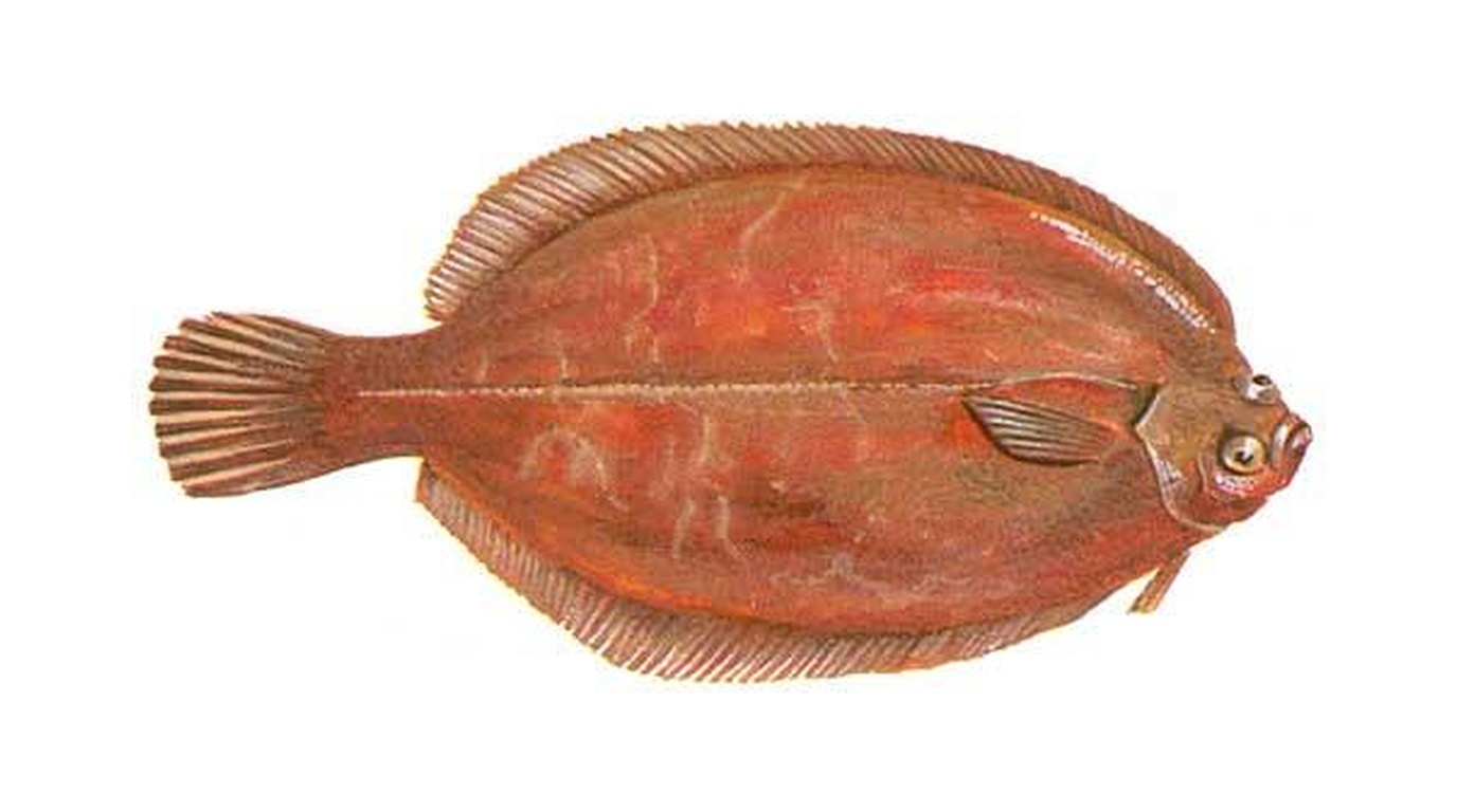 Lemon sole
