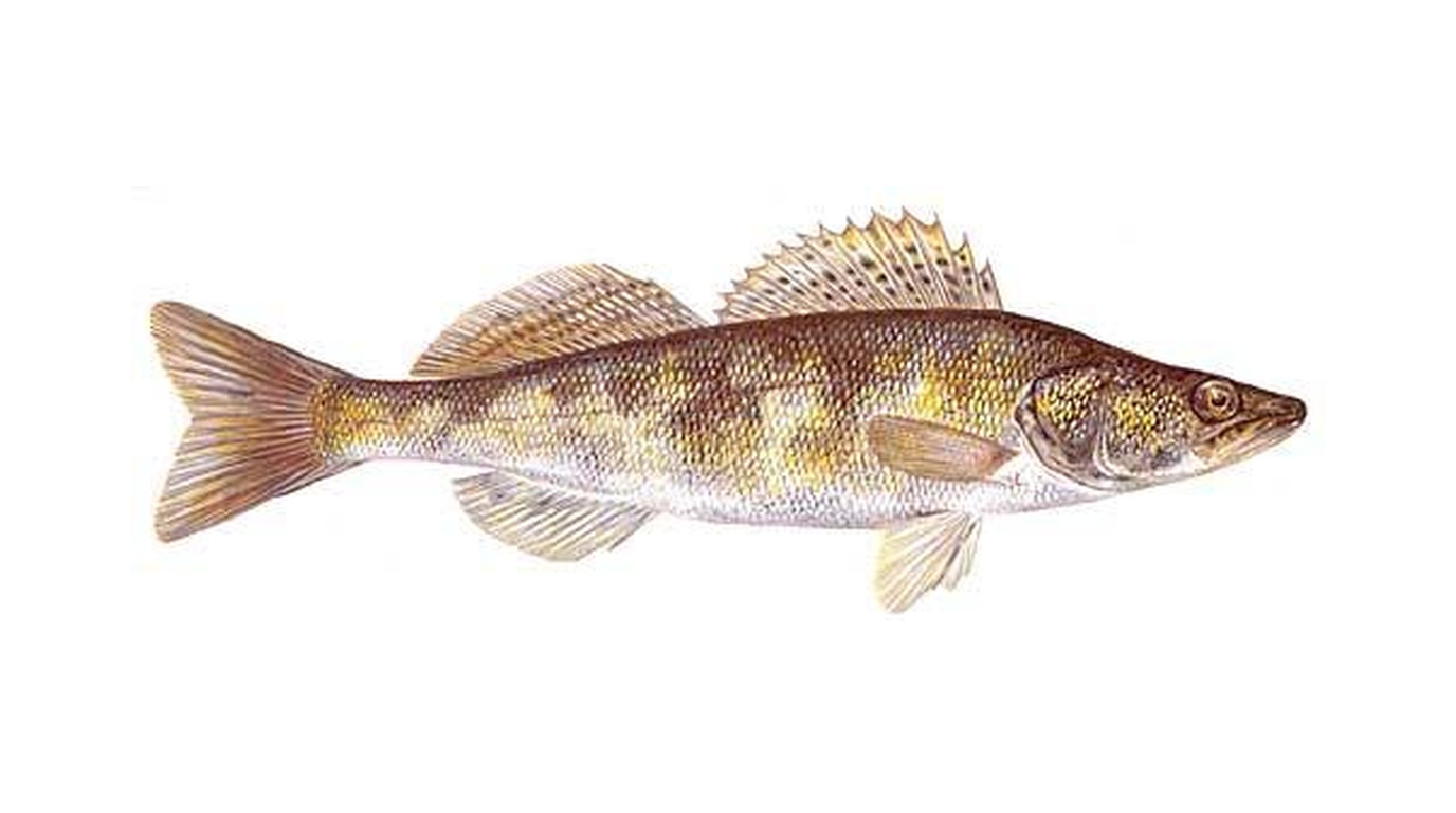 Pikeperch