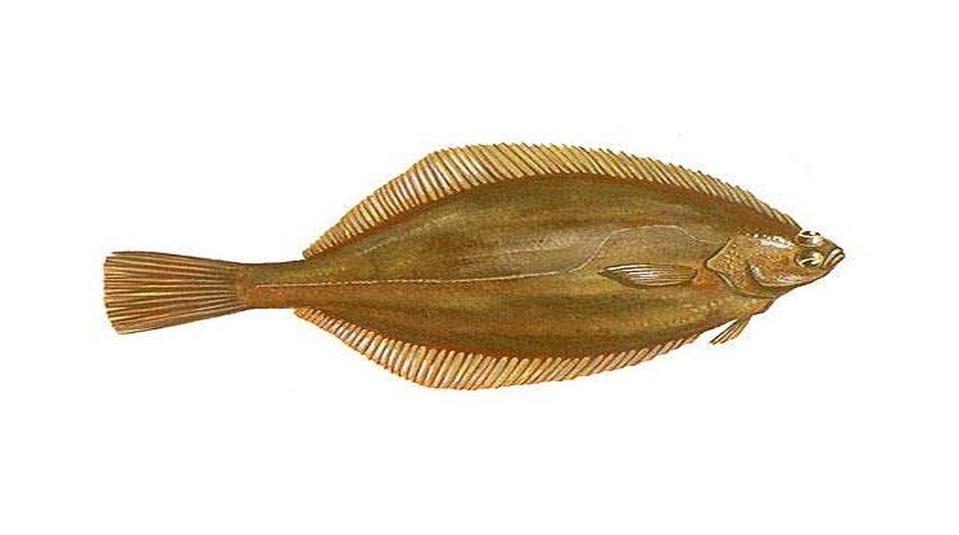 Witch flounder