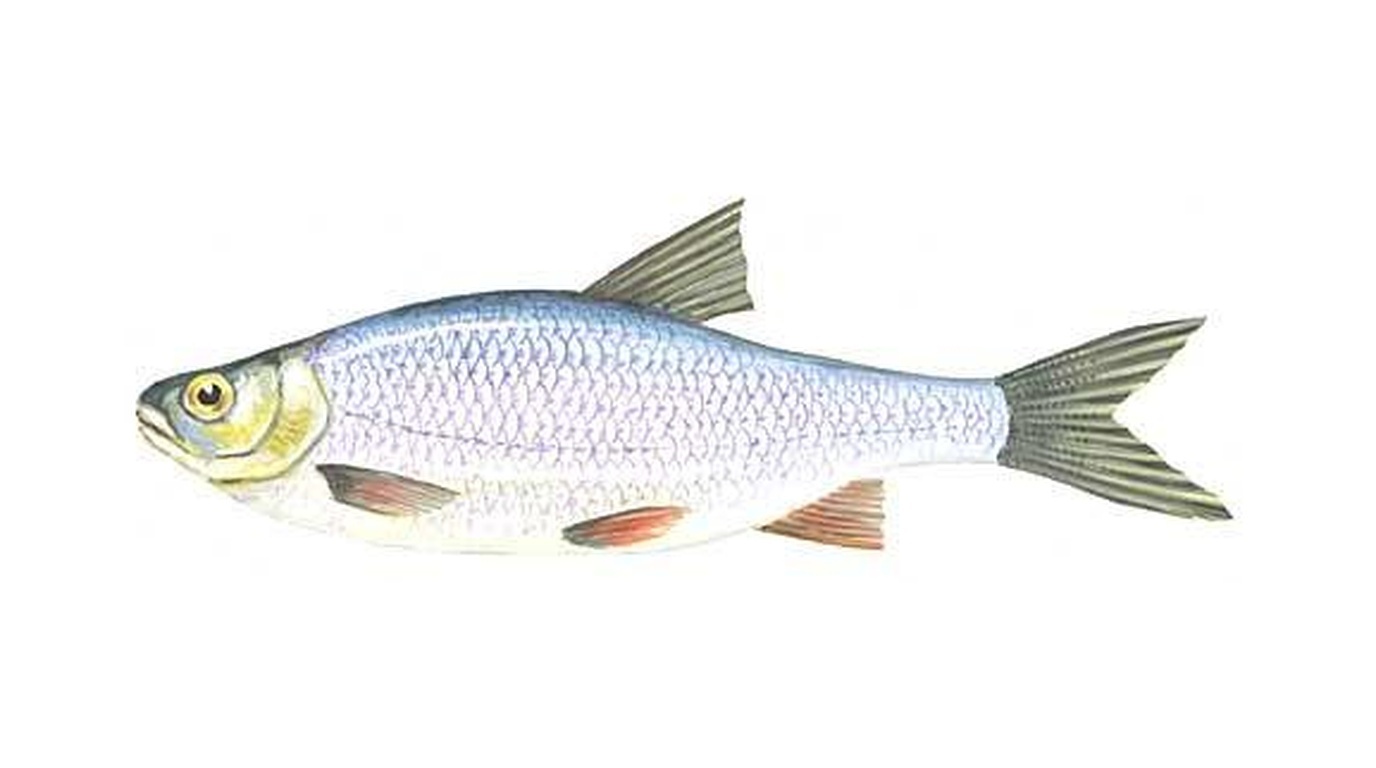 Roach