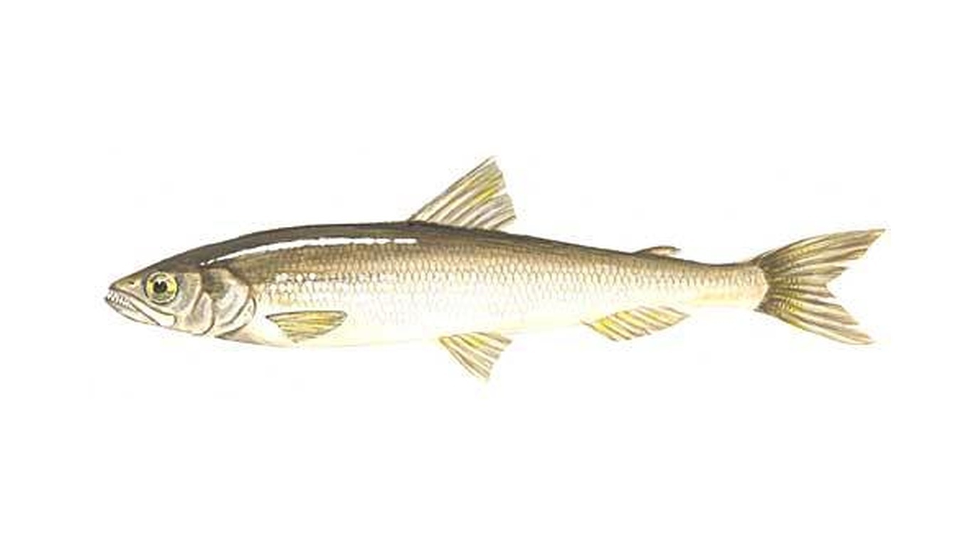 European smelt