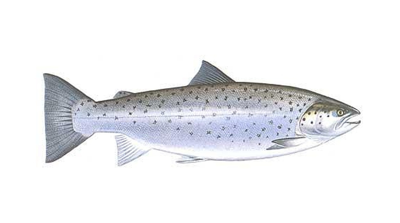 Lake trout
