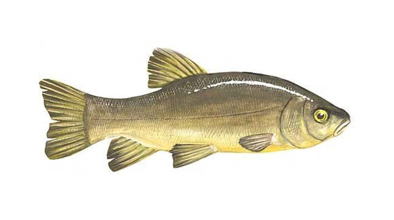 Tench