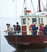Pæne målertorsk i Øresund
