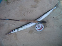 Hornfisk og blodrus