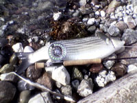 Multer ved Drøsselbjerg