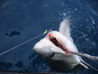 Hajfiske-konkurrence på Færøerne